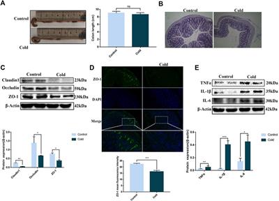 Cold Exposure Induces Intestinal Barrier Damage and Endoplasmic Reticulum Stress in the Colon via the SIRT1/Nrf2 Signaling Pathway